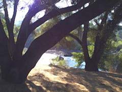 oaks by the river